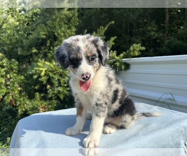 Medium Photo #19 Australian Shepherd Puppy For Sale in HYDEN, KY, USA