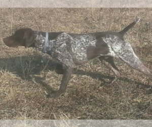Father of the German Shorthaired Pointer puppies born on 11/22/2021