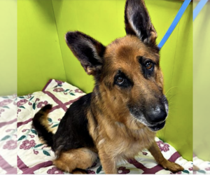 German Shepherd Dog Dogs for adoption in Westminster, MD, USA