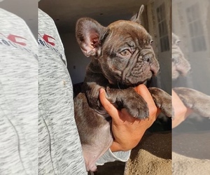 French Bulldog Puppy for sale in MORENO VALLEY, CA, USA