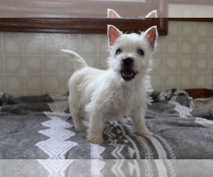 West Highland White Terrier Puppy for sale in SHILOH, OH, USA