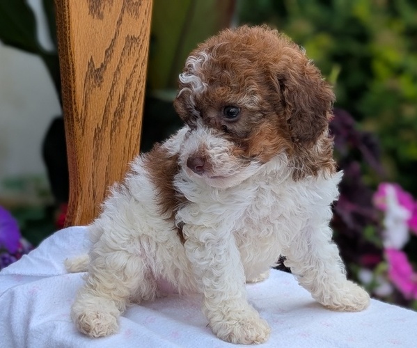 Medium Photo #6 Maltipoo (Toy) Puppy For Sale in GOSHEN, IN, USA