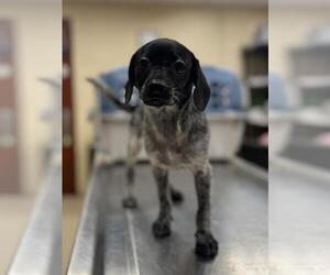 Chihuahua-Unknown Mix Dogs for adoption in Center Township, PA, USA