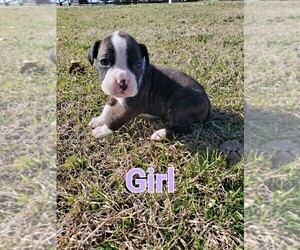 Boxer Puppy for Sale in NICEVILLE, Florida USA