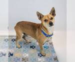 Small #3 Chihuahua Mix
