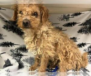 Glen of Imaal Terrier Dogs for adoption in HESPERIA, CA, USA