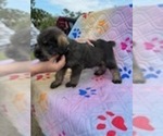Small Photo #9 Schnauzer (Giant) Puppy For Sale in SAINT CLOUD, FL, USA