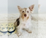 Small Photo #2 Yorkshire Terrier Puppy For Sale in SAN JACINTO, CA, USA