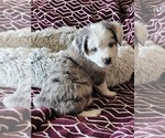 Small #8 Miniature Australian Shepherd