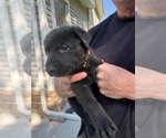 Small #3 German Shepherd Dog