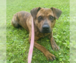 Small Mountain Cur Mix