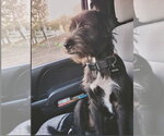 Small Photo #4 Mutt Puppy For Sale in San Diego, CA, USA