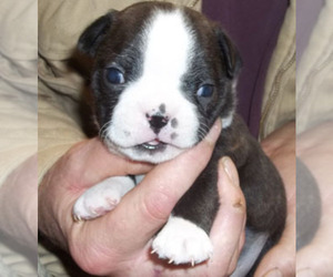 Boston Terrier Puppy for sale in MULINO, OR, USA