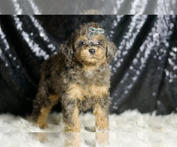 Medium Photo #2 Poodle (Toy) Puppy For Sale in WARSAW, IN, USA