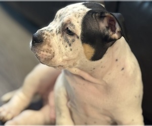 American Bully Puppy for sale in CHARLOTTE, NC, USA