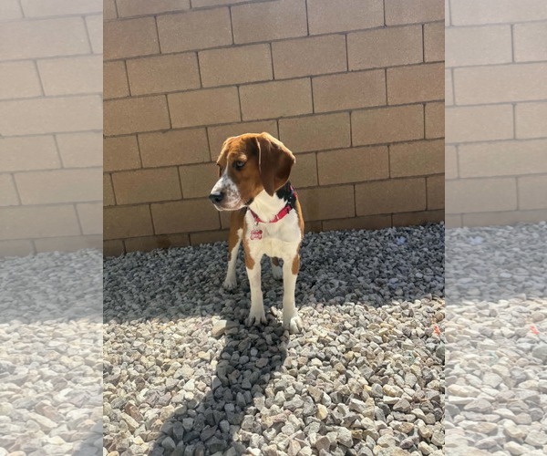 Medium Photo #8 Beagle Puppy For Sale in Las Vegas, NV, USA