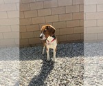 Small #7 Beagle