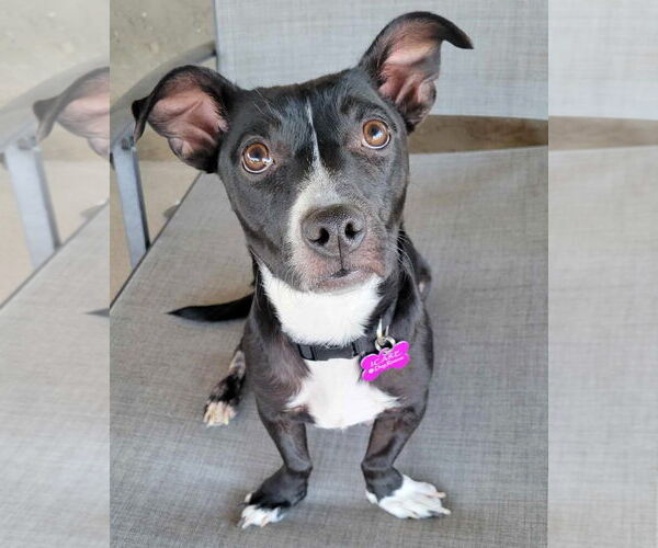 Medium Photo #5 American Pit Bull Terrier-Dachshund Mix Puppy For Sale in Corona, CA, USA