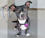 Small #4 American Pit Bull Terrier-Dachshund Mix