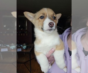 Pembroke Welsh Corgi Puppy for sale in URBANA, IL, USA