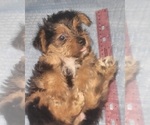 Small Photo #310 Yorkshire Terrier Puppy For Sale in AKRON, OH, USA