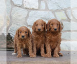 Small Photo #2 Goldendoodle-Poodle (Standard) Mix Puppy For Sale in EAST EARL, PA, USA