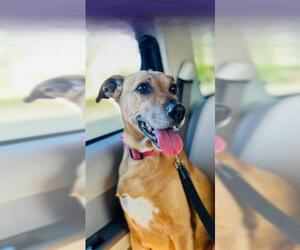 Australian Shepherd-Unknown Mix Dogs for adoption in Las Vegas, NV, USA