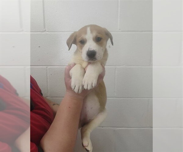 Medium Photo #3 Labrador Retriever-Unknown Mix Puppy For Sale in San Bernardino, CA, USA