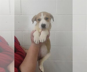 SATURN - Female Labrador Retriever-Unknown Mix Dog for Adoption - Photo #3