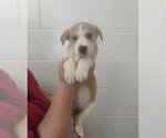 Small Photo #3 Labrador Retriever-Unknown Mix Puppy For Sale in San Bernardino, CA, USA