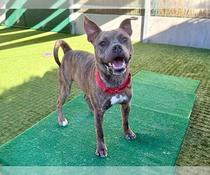 Mutt Dogs for adoption in Pasadena, CA, USA