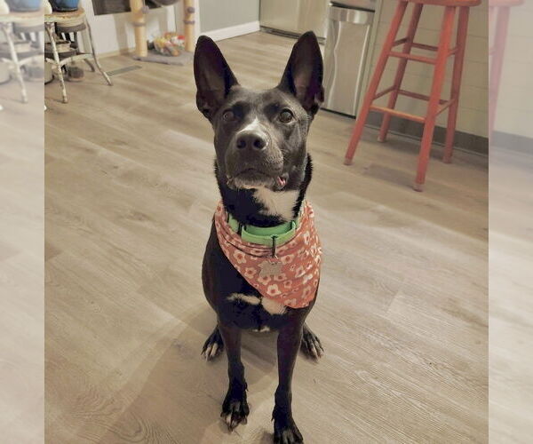 Medium Photo #2 Mutt Puppy For Sale in Boston, MA, USA