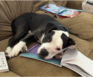 Domino - Male Mutt Dog for Adoption - Photo #4