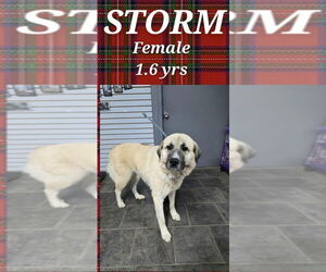 Anatolian Pyrenees Dogs for adoption in Aurora, IN, USA