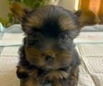 Puppy 1 Yorkshire Terrier