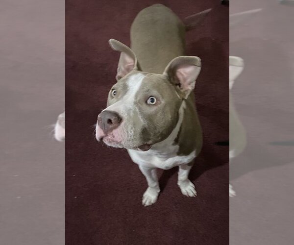 Medium Photo #1 American Pit Bull Terrier-Unknown Mix Puppy For Sale in Germantown, OH, USA