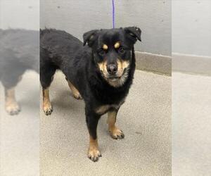 Rottweiler-Unknown Mix Dogs for adoption in Las Vegas, NV, USA