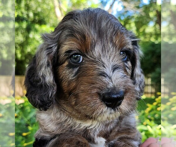 Medium Photo #9 F2 Aussiedoodle Puppy For Sale in COLUMBIA, TN, USA