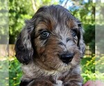 Small #8 F2 Aussiedoodle