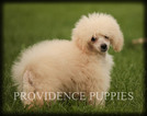 Small Photo #77 Poodle (Miniature) Puppy For Sale in COPPOCK, IA, USA