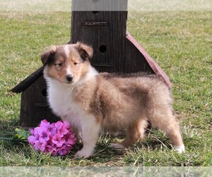 Collie Puppy for sale in FREDERICKSBURG, OH, USA