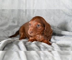 Dachshund Puppy for sale in FREDERICKSBURG, OH, USA