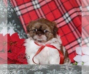 Shih Tzu Puppy for sale in WINDSOR, PA, USA