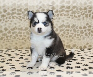 Pomsky Puppy for sale in DENVER, PA, USA