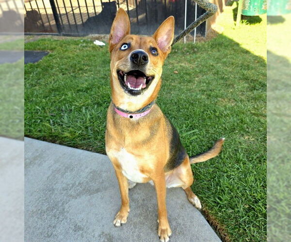 Medium Photo #2 German Shepherd Dog-Unknown Mix Puppy For Sale in Long Beach, CA, USA