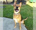 Small #1 German Shepherd Dog Mix