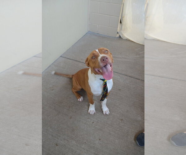 Medium Photo #2 American Pit Bull Terrier-Unknown Mix Puppy For Sale in McKinney, TX, USA