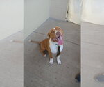 Small #1 American Pit Bull Terrier Mix