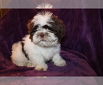 Small Photo #1 Shih Tzu Puppy For Sale in BLOOMINGTON, IN, USA