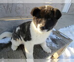 Small Photo #1 Akita Puppy For Sale in HUDSON, MI, USA